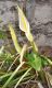 image of Arum creticum