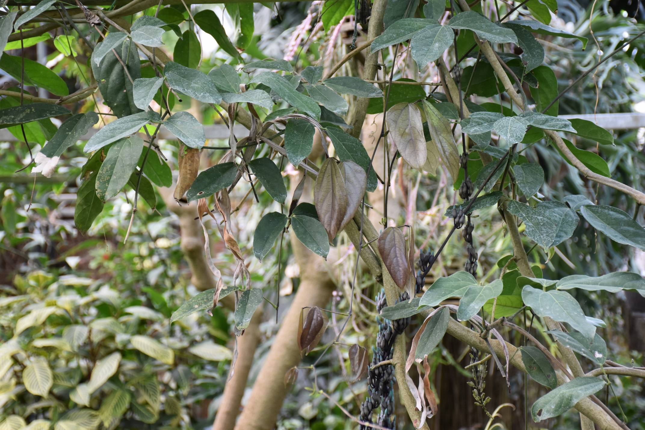 Fabaceae Strongylodon macrobotrys