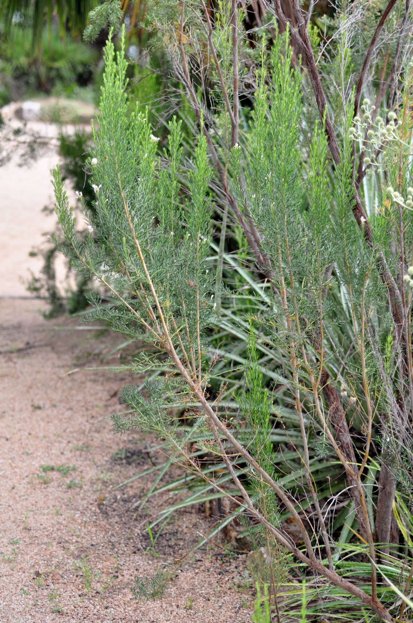 Asteraceae Baccharis linearis