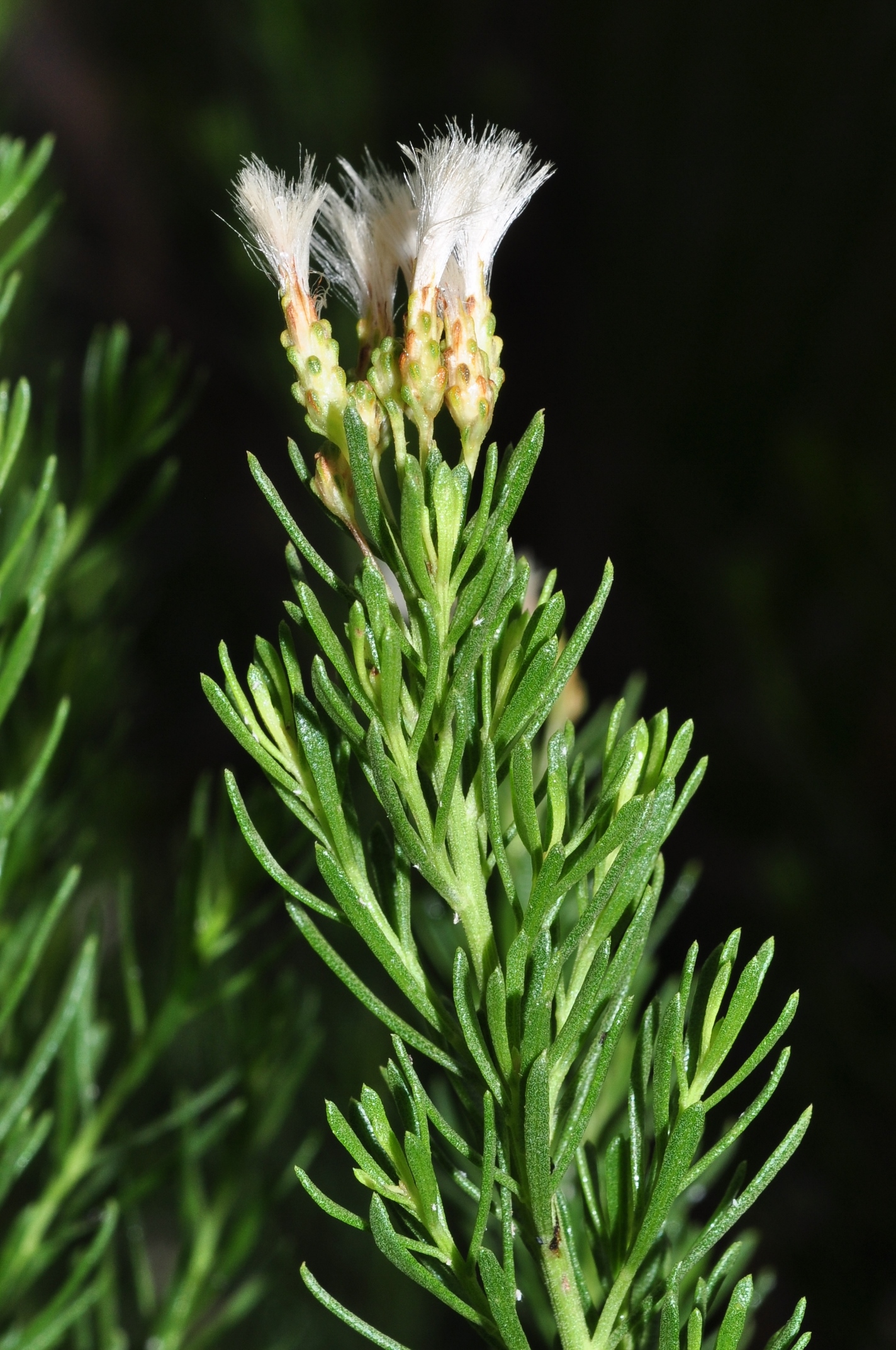 Asteraceae Baccharis linearis