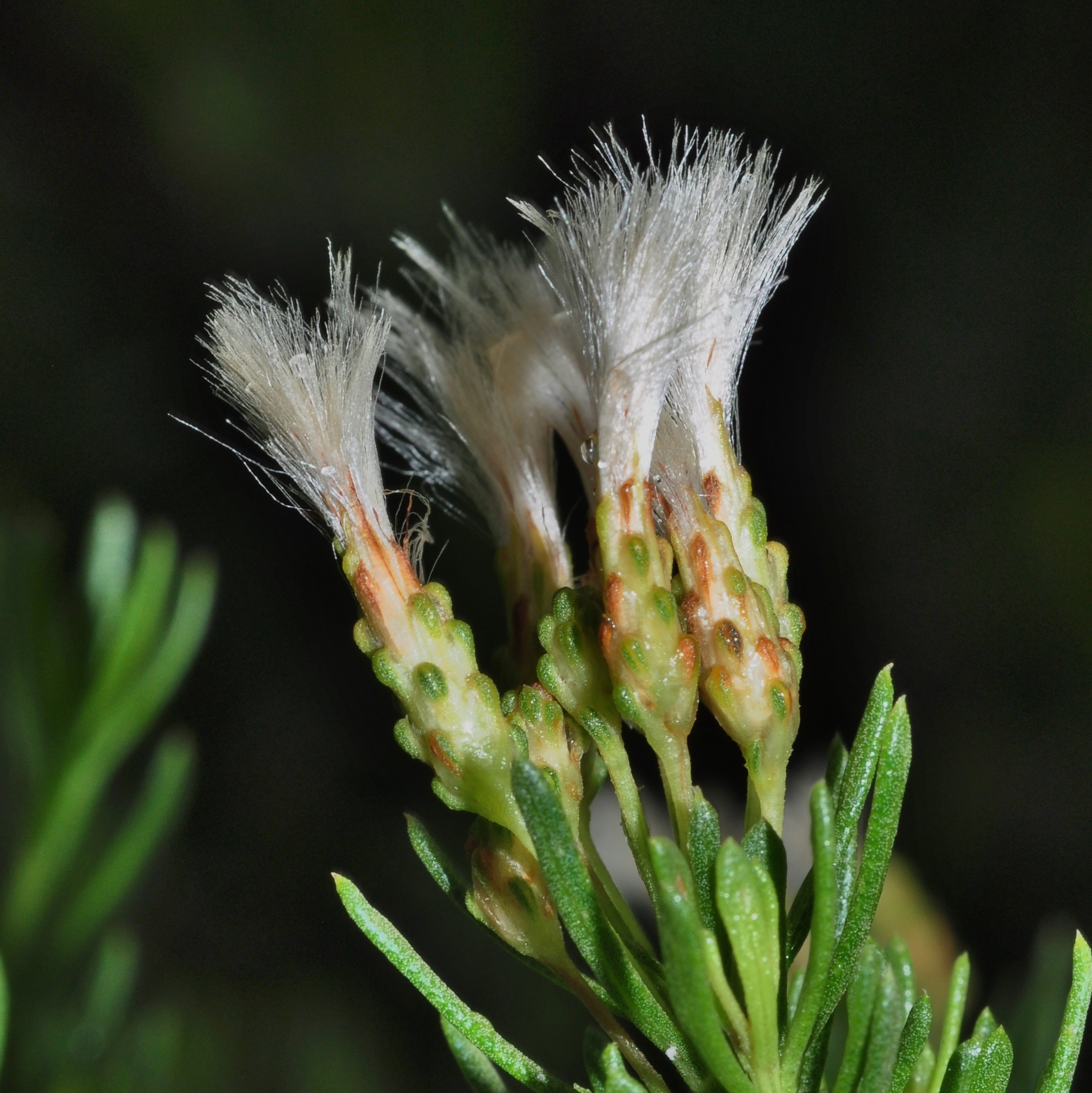 Asteraceae Baccharis linearis