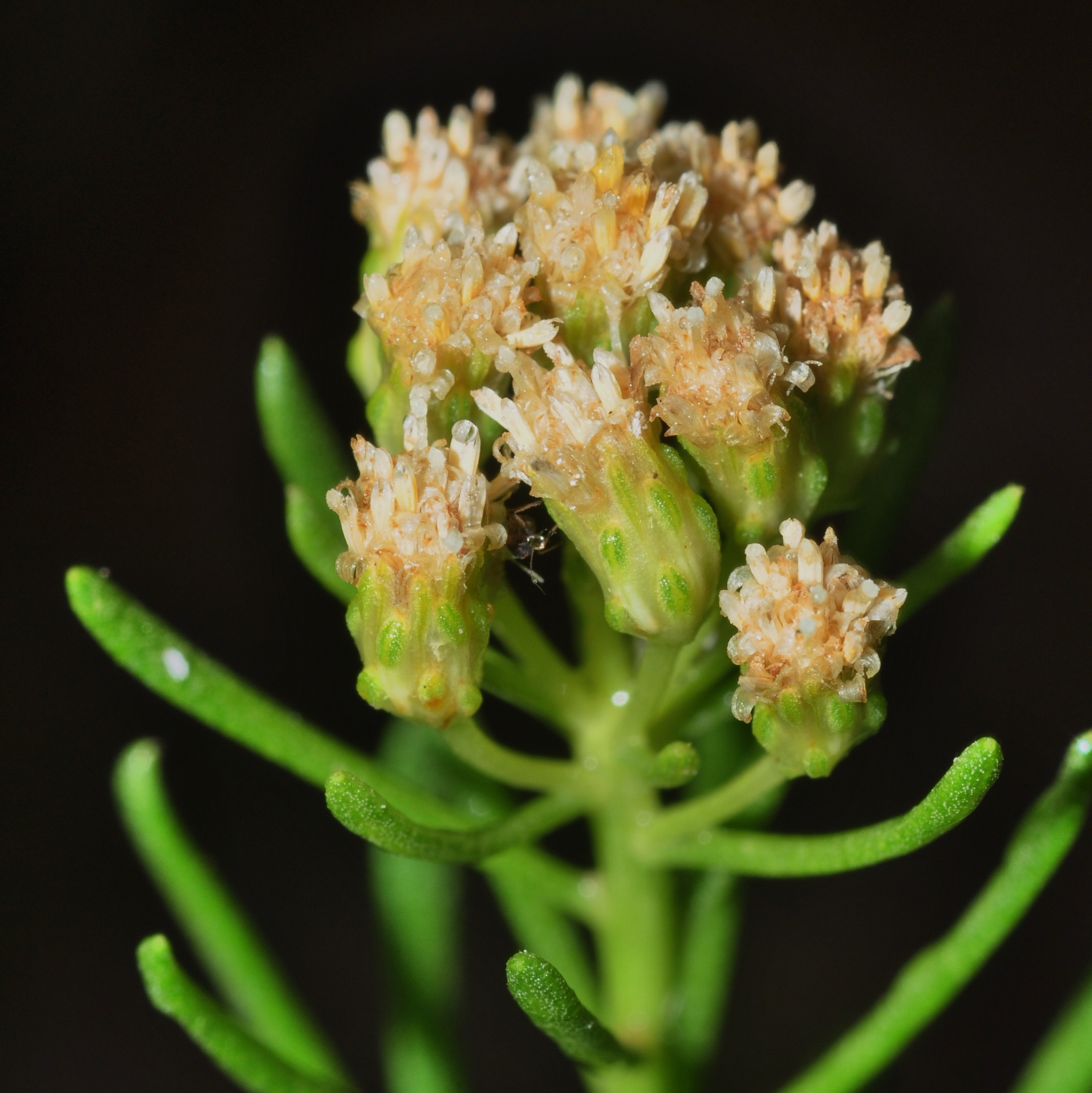 Asteraceae Baccharis linearis