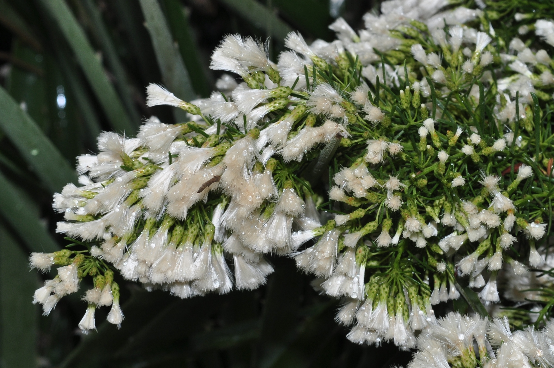 Asteraceae Baccharis linearis