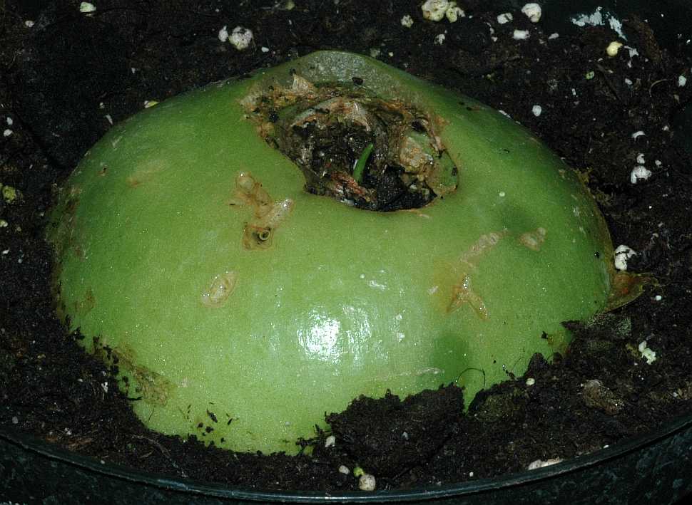 Hyacinthaceae Bowiea volubilis