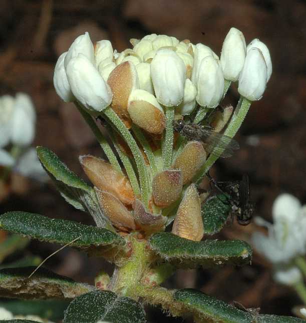 Ericaceae Ledum groenlandicum