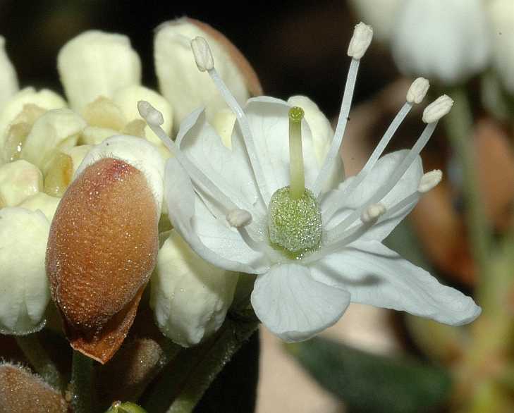 Ericaceae Ledum groenlandicum