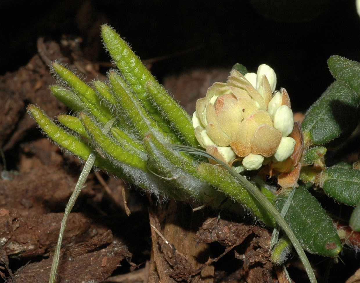 Ericaceae Ledum groenlandicum