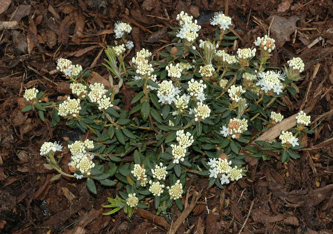 Ericaceae Ledum groenlandicum