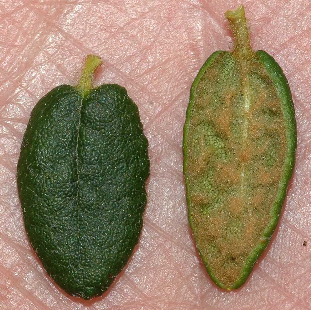 Ericaceae Ledum groenlandicum