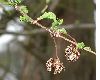 image of Metasequoia glyptostroboides