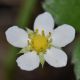 image of Fragaria vesca