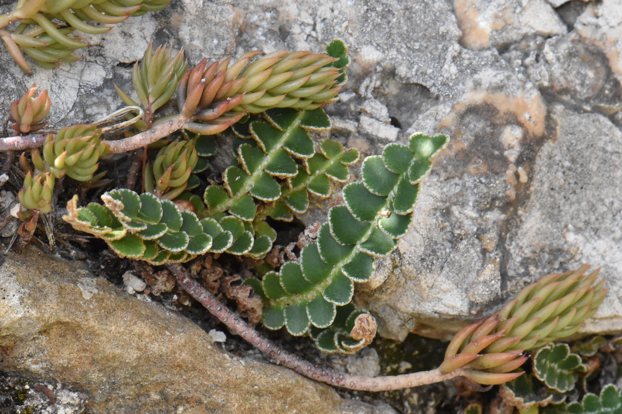 Aspleniaceae Asplenium ceterach