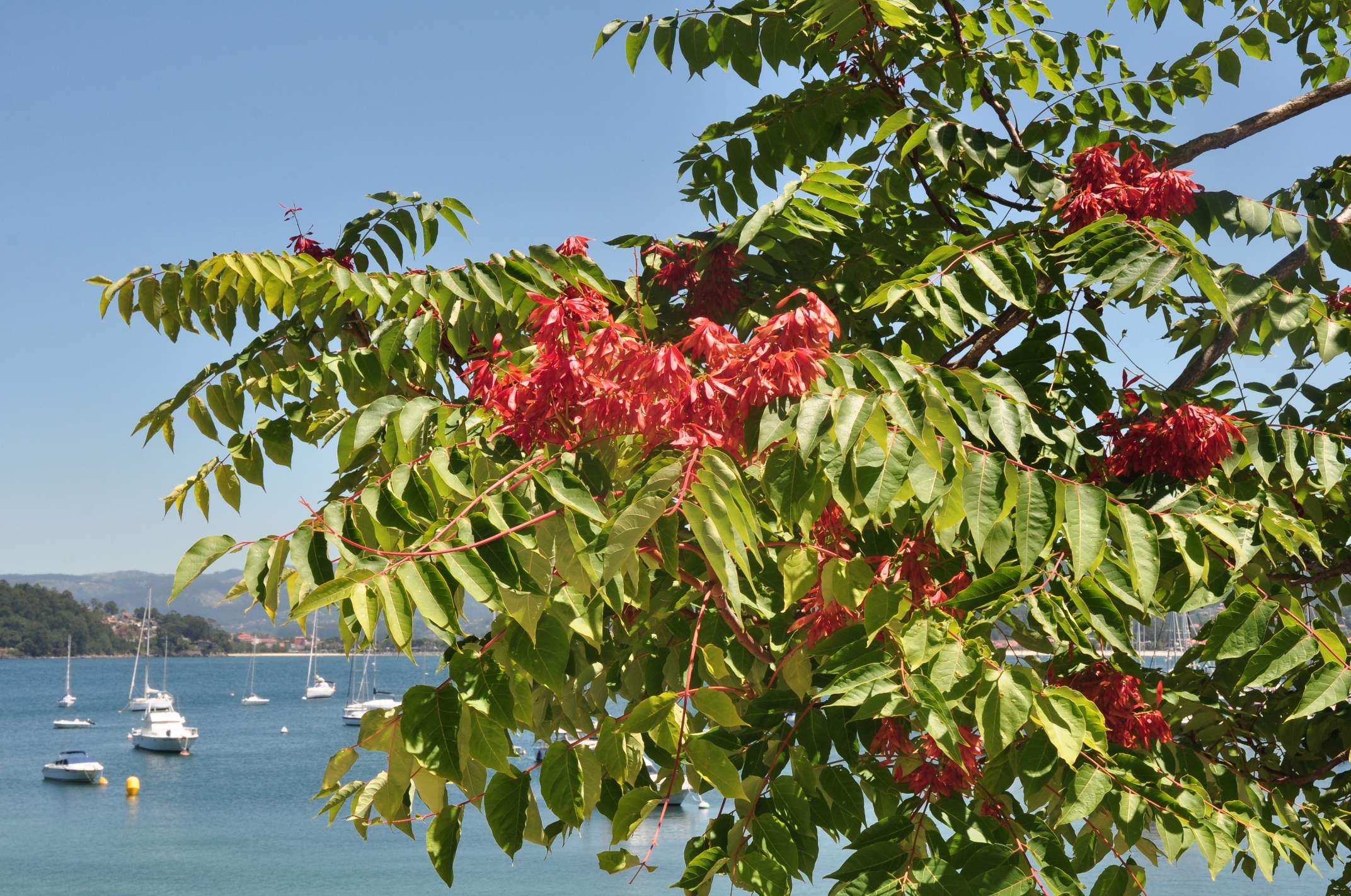 Simaroubaceae Ailanthus altissima