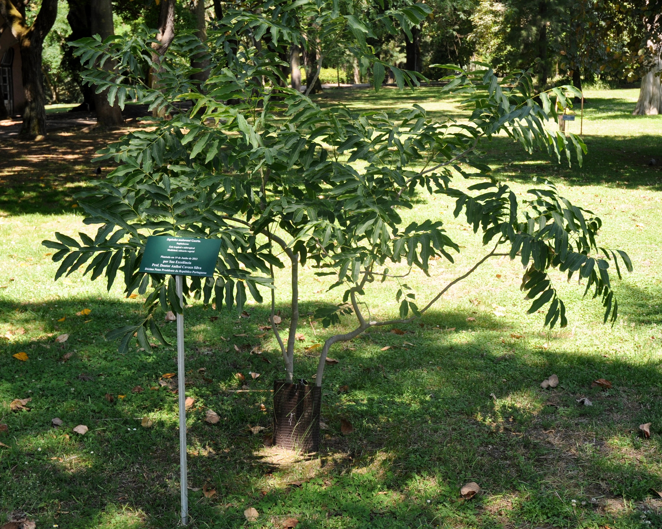 Sapindaceae Sapindus mukorossi