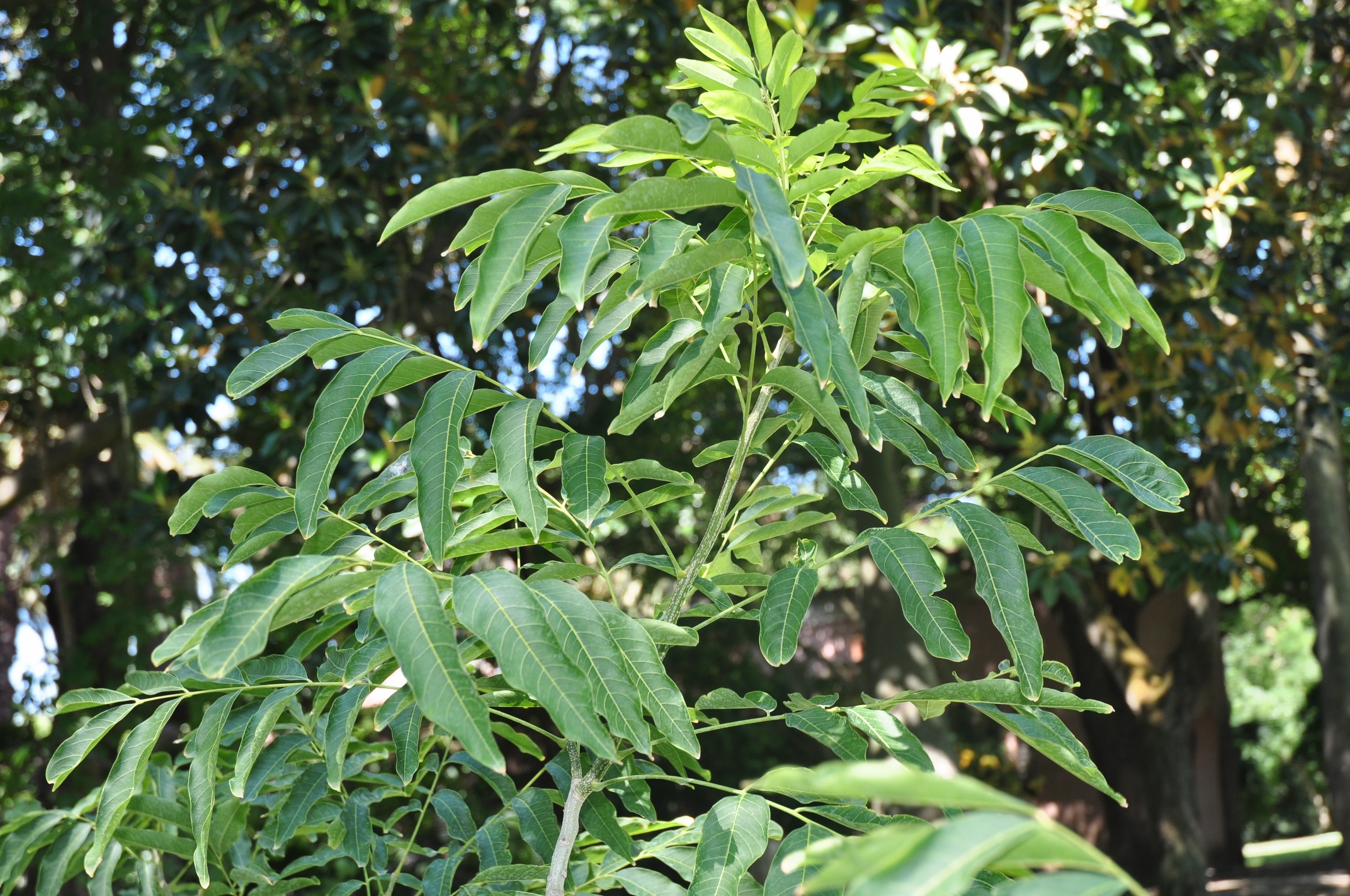 Sapindaceae Sapindus mukorossi