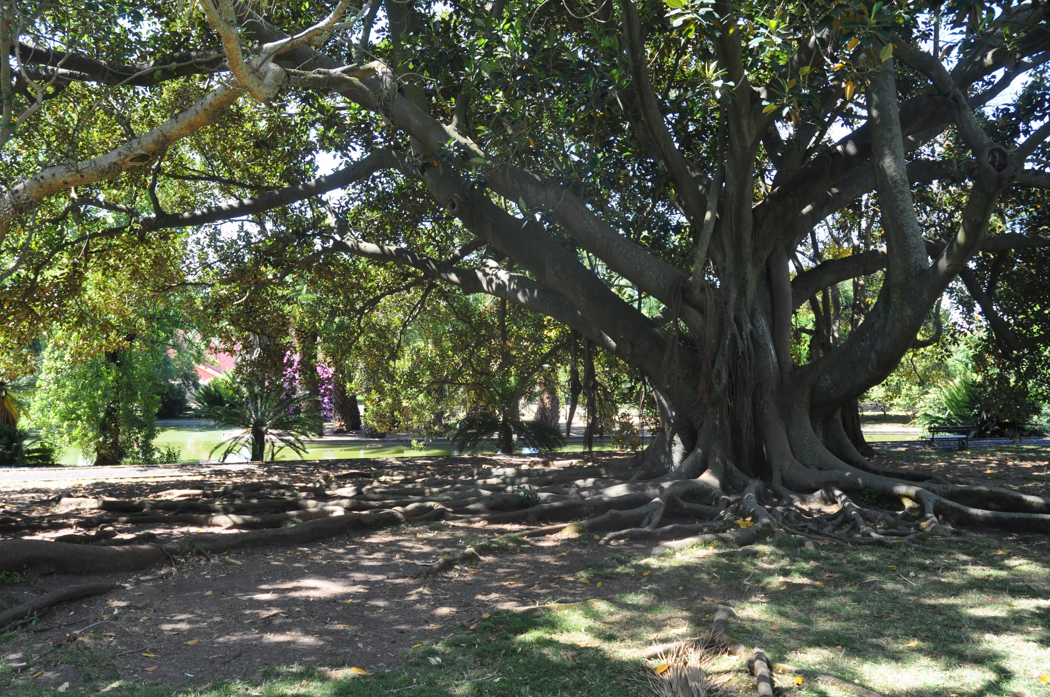 Moraceae Ficus macrophylla
