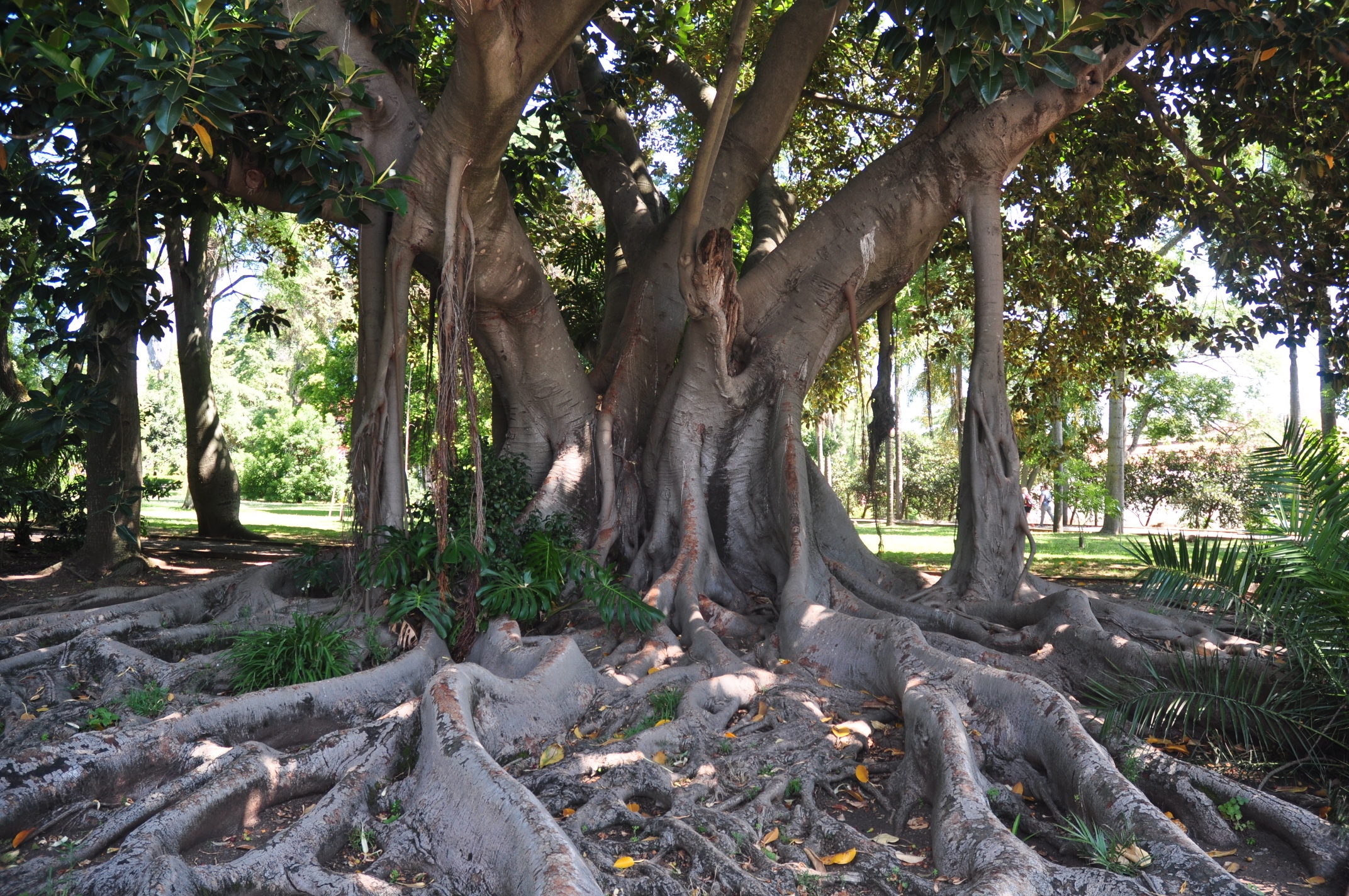 Moraceae Ficus macrophylla