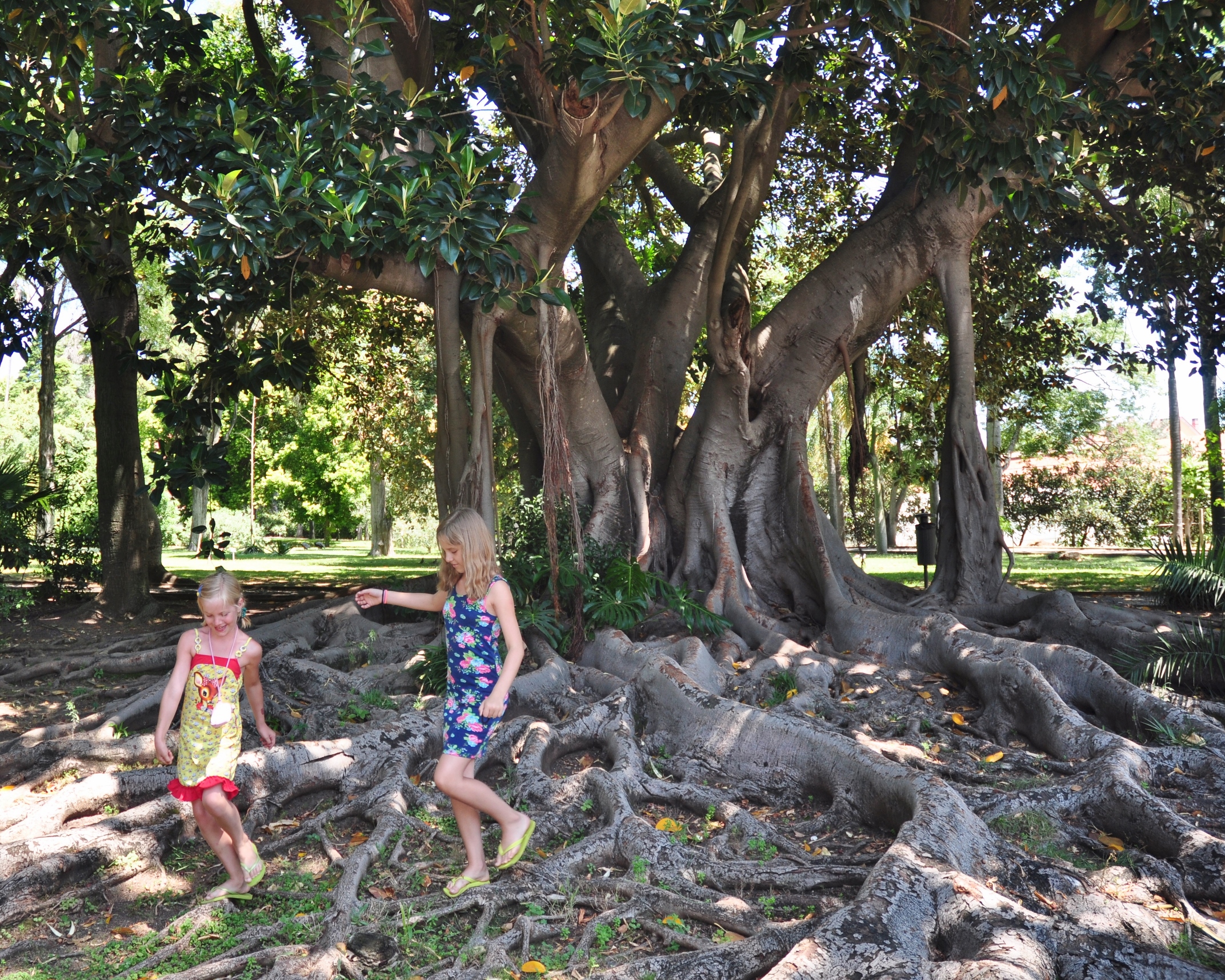 Moraceae Ficus macrophylla