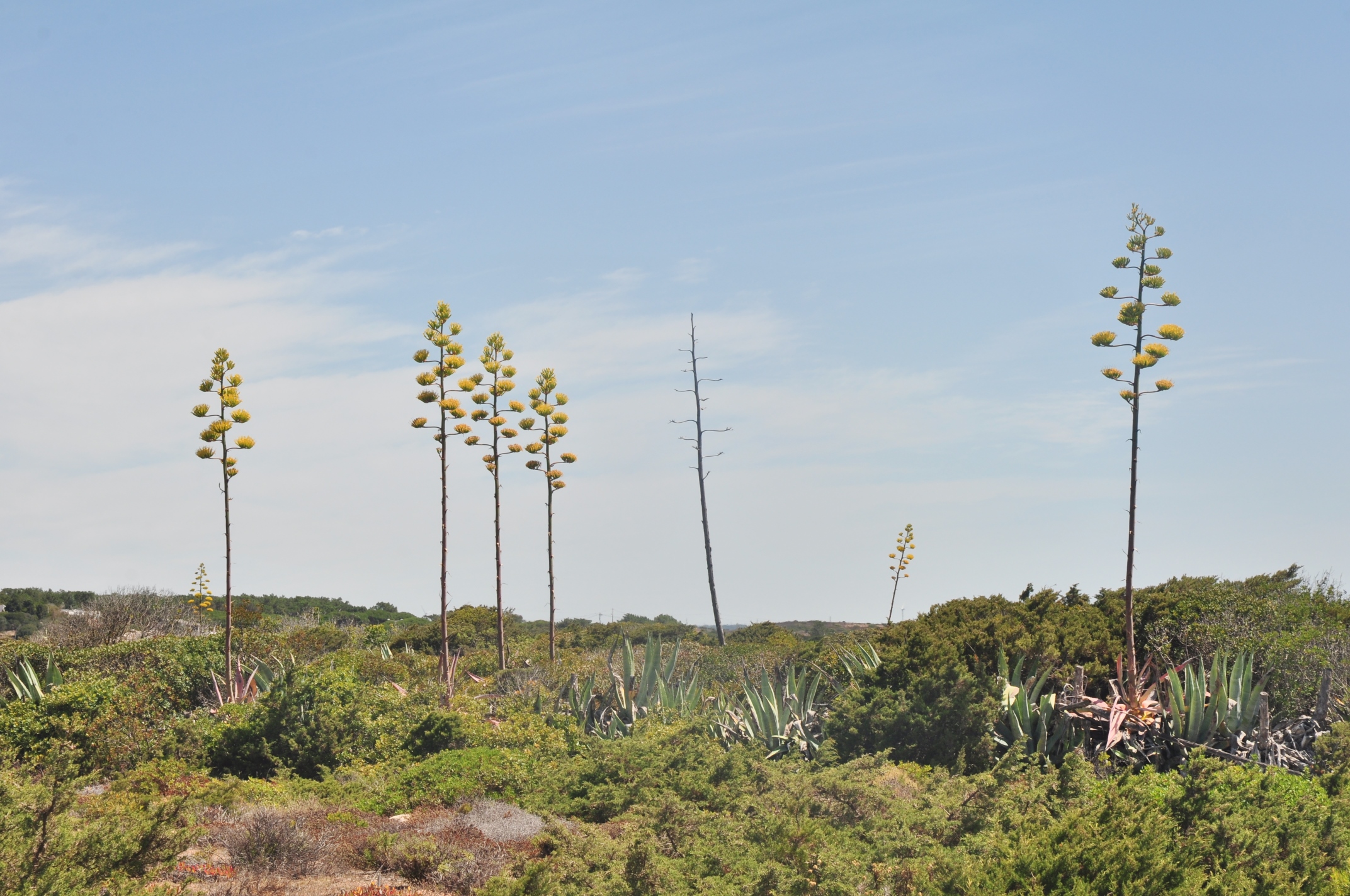 Asparagaceae Agave americana