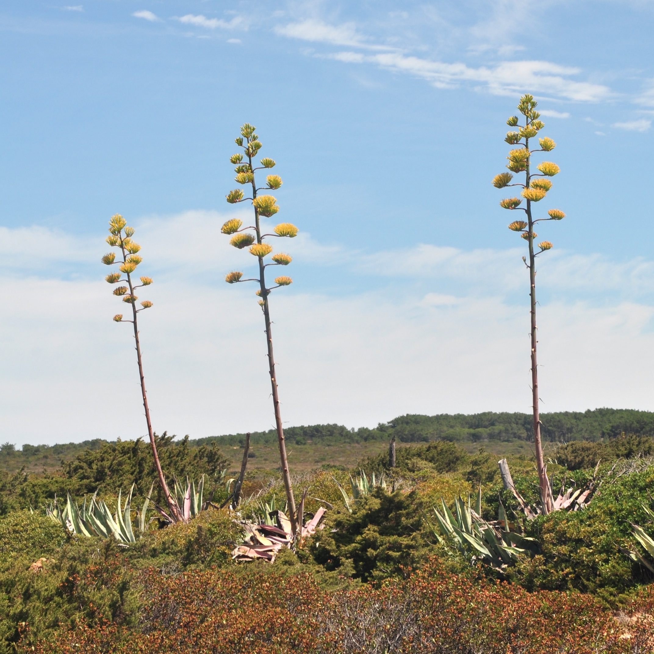 Asparagaceae Agave americana