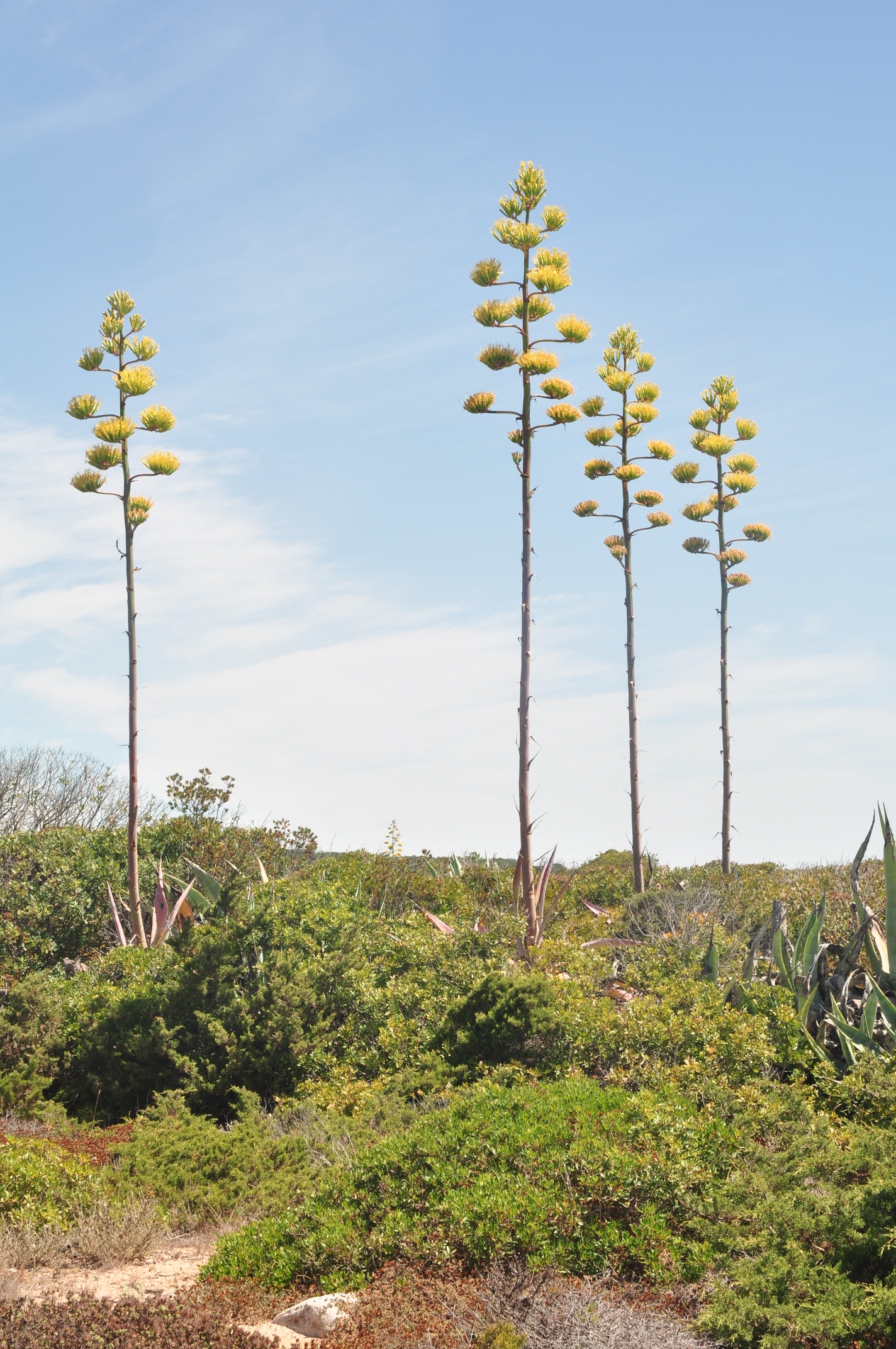 Asparagaceae Agave americana