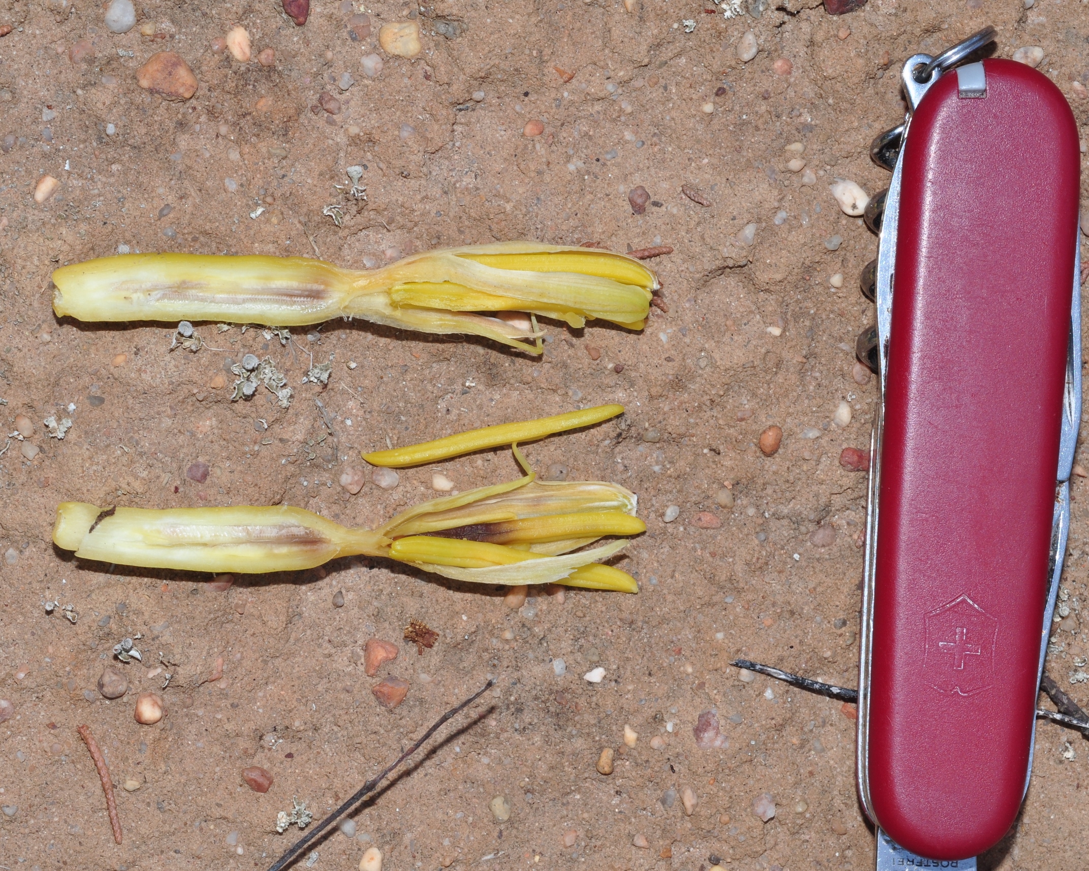 Asparagaceae Agave americana