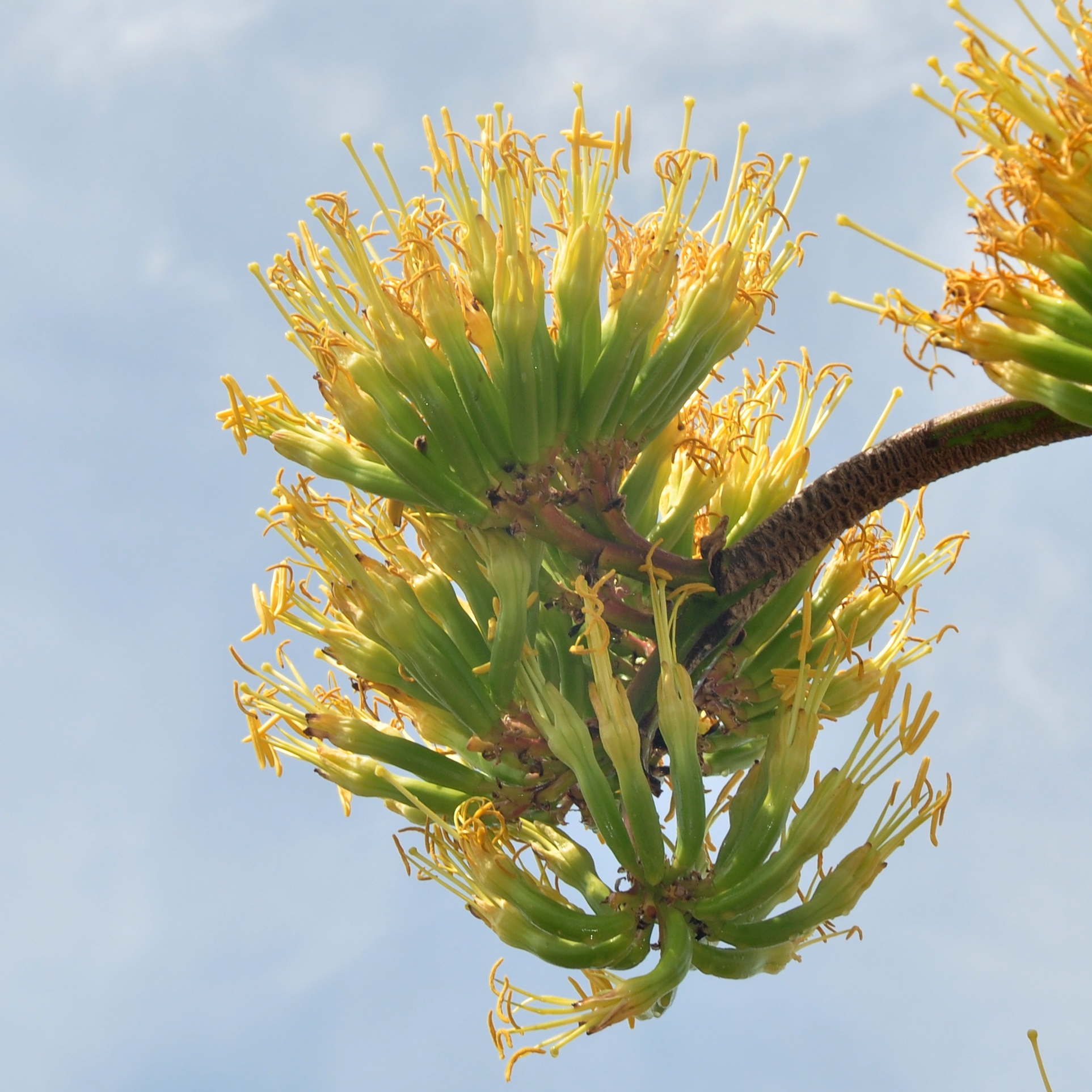 Asparagaceae Agave americana