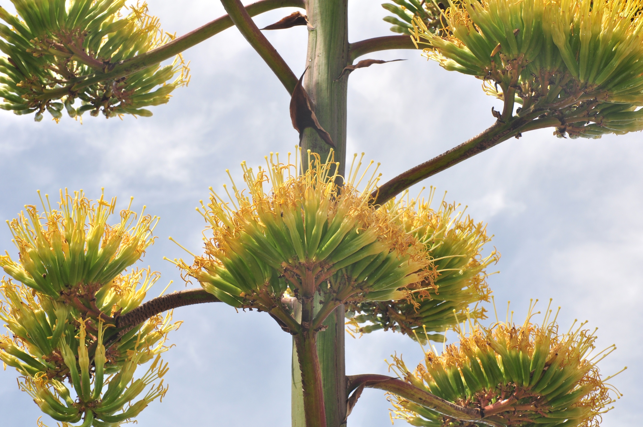 Asparagaceae Agave americana