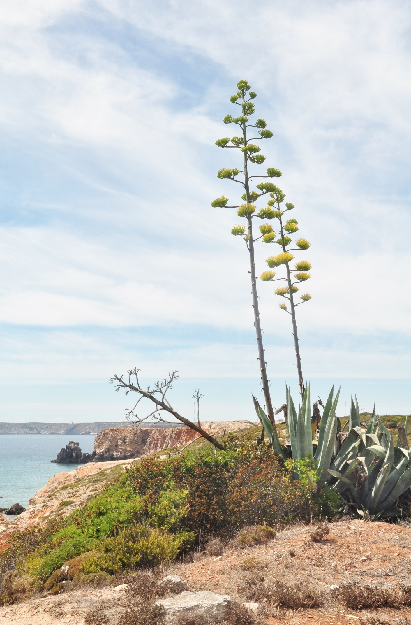 Asparagaceae Agave americana