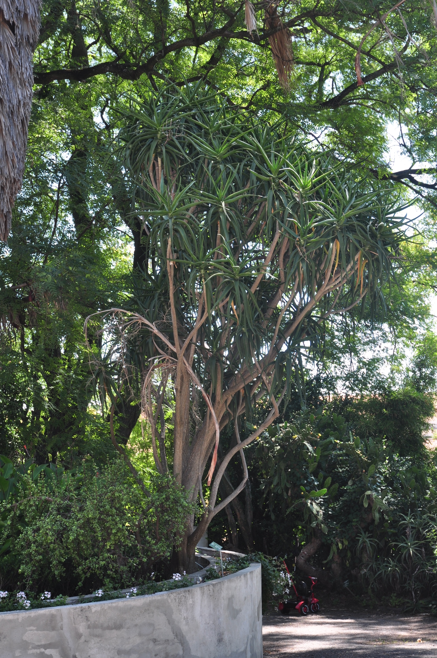 Asphodelaceae Aloe bainesii