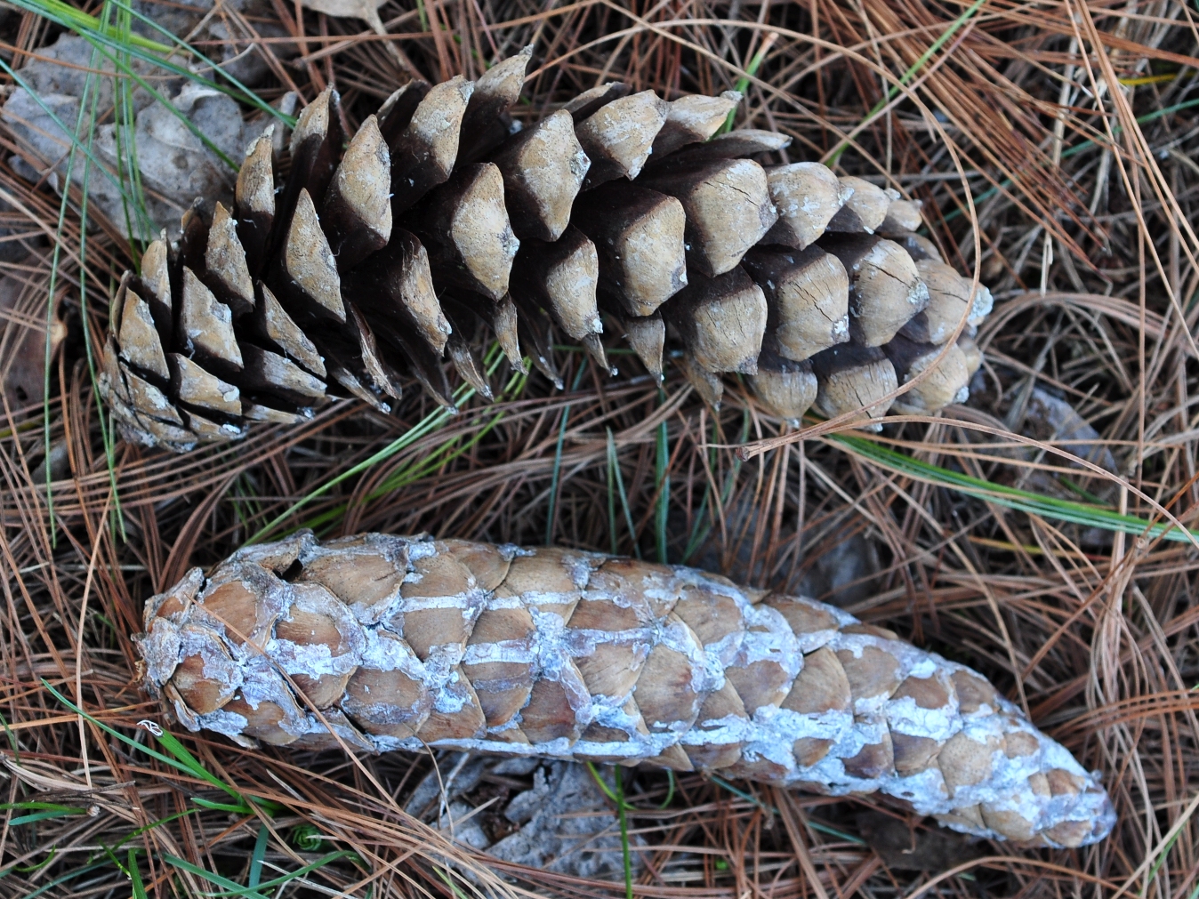 Pinaceae Pinus wallichiana