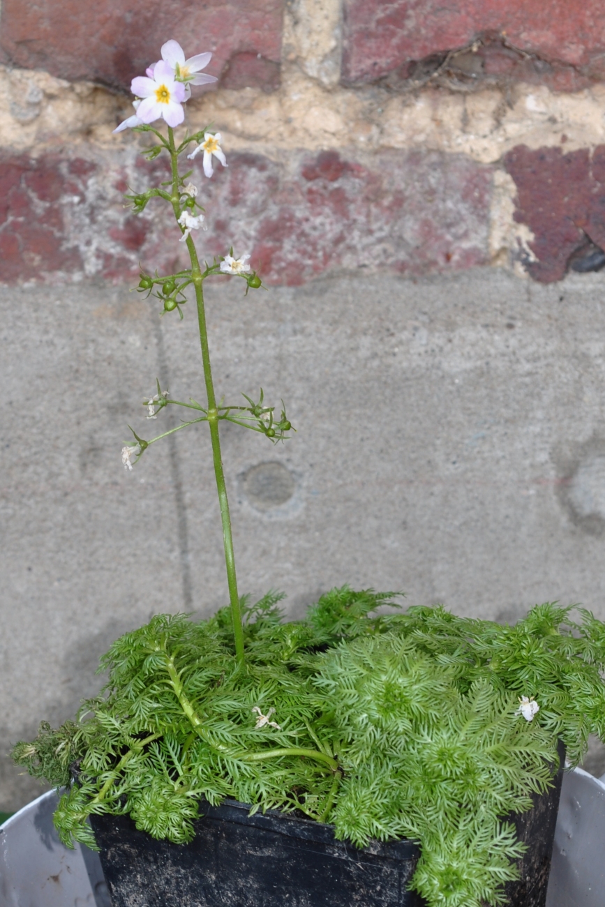 Primulaceae Hottonia palustris