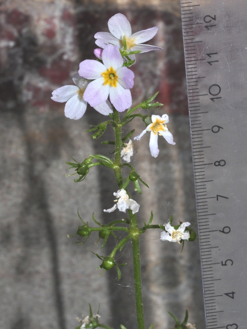 Primulaceae Hottonia palustris