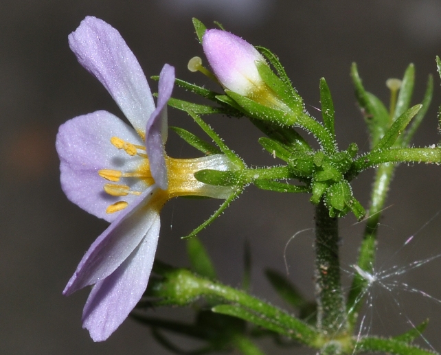 Primulaceae Hottonia palustris