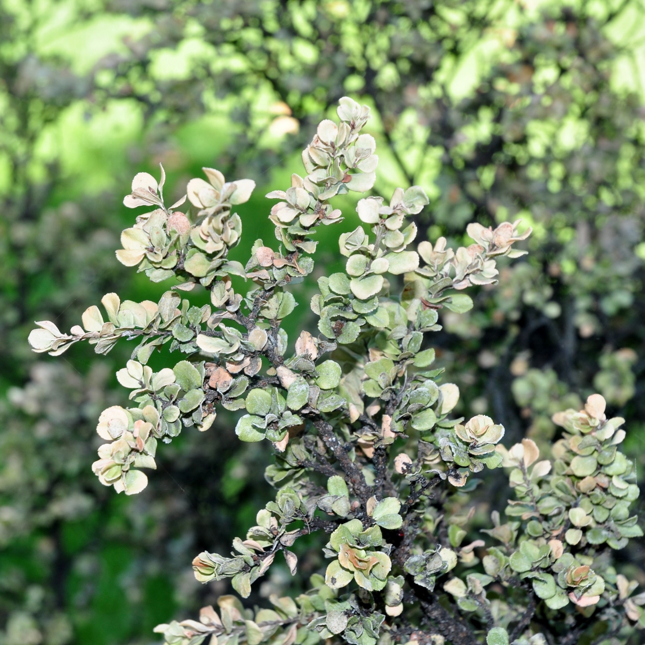 Primulaceae Myrsine africana