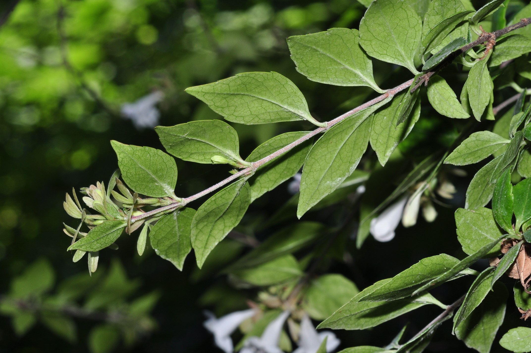 Oleaceae Fontanesia fortunei