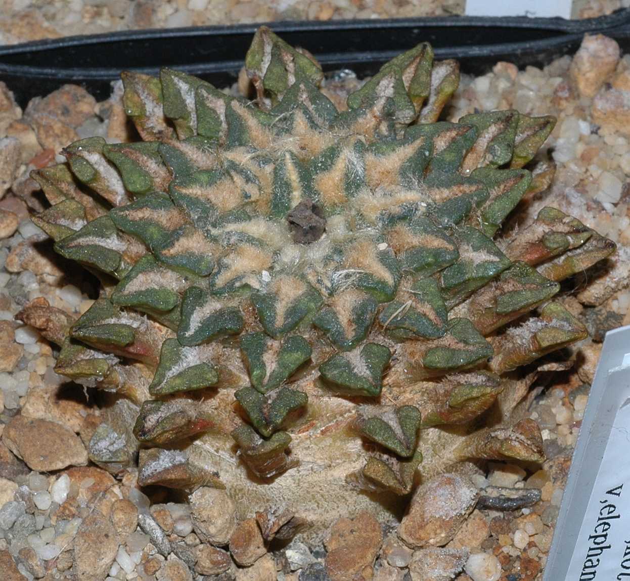 Cactaceae Ariocarpus kotchubeyanus