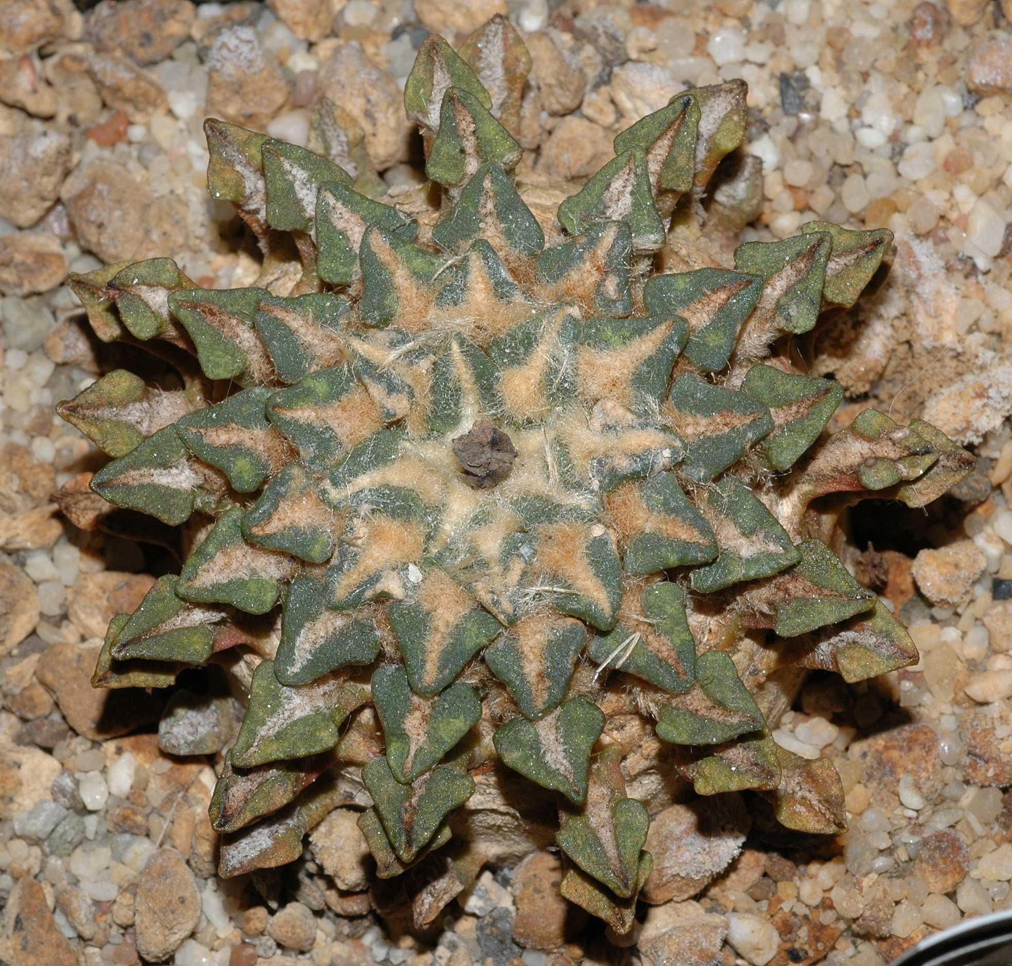 Cactaceae Ariocarpus kotchubeyanus