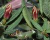 image of Pachypodium bispinosum