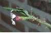 image of Pachypodium succulentum