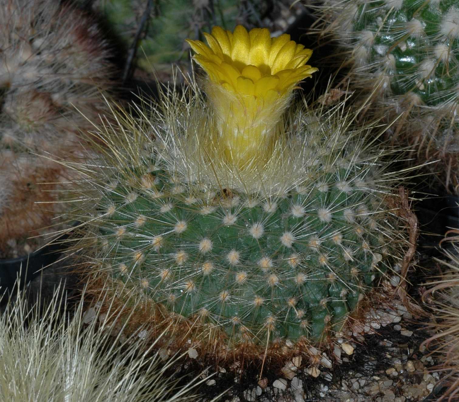 Cactaceae Parodia chrysacanthion