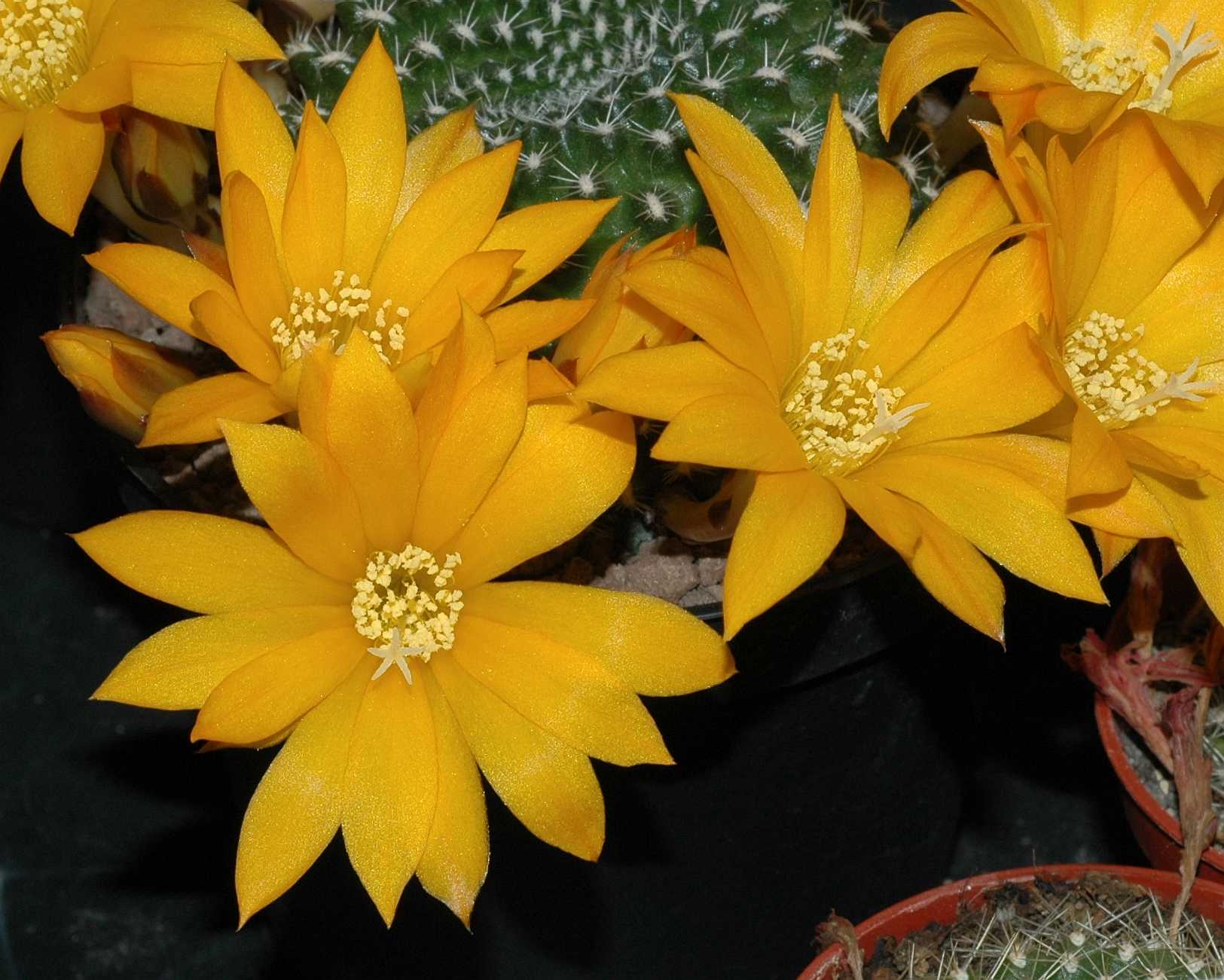 Cactaceae Rebutia krainziana