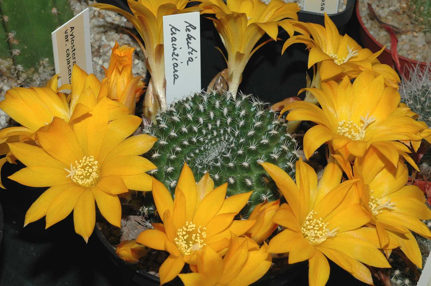 Cactaceae Rebutia krainziana