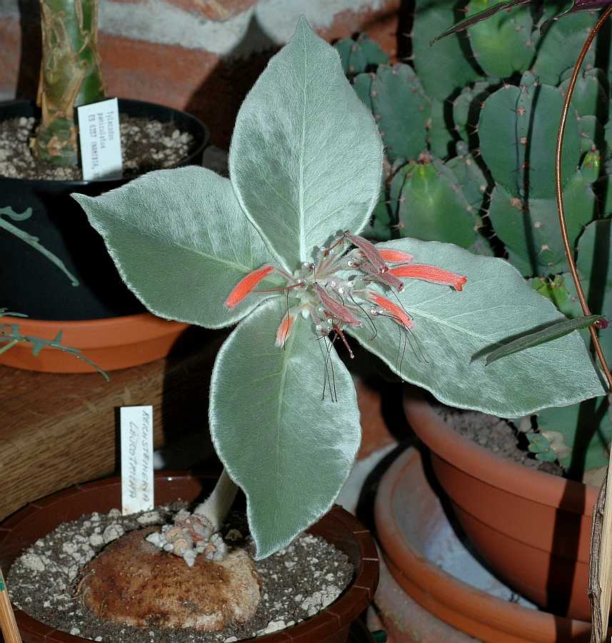 Gesneriaceae Sinningia leucotricha