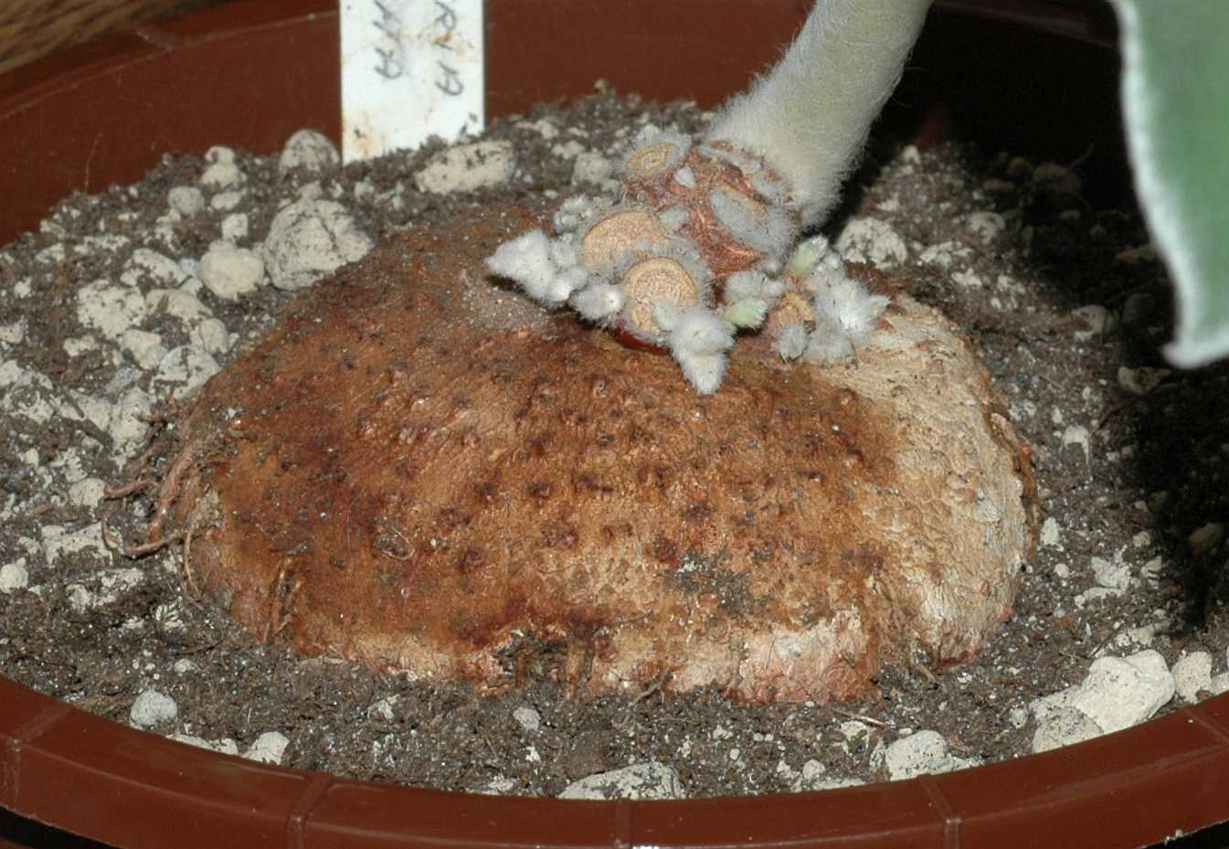 Gesneriaceae Sinningia leucotricha