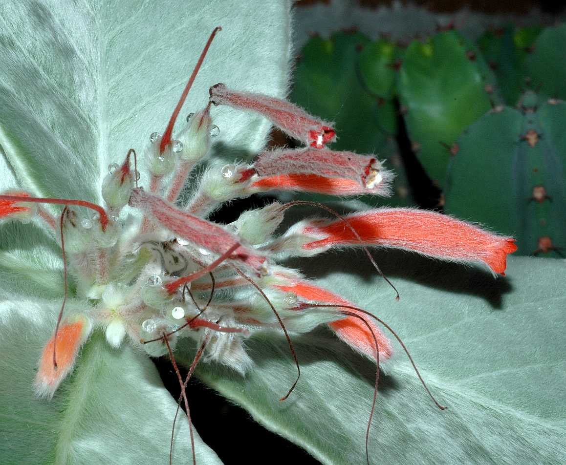 Gesneriaceae Sinningia leucotricha