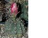 image of Gymnocalycium riteranum