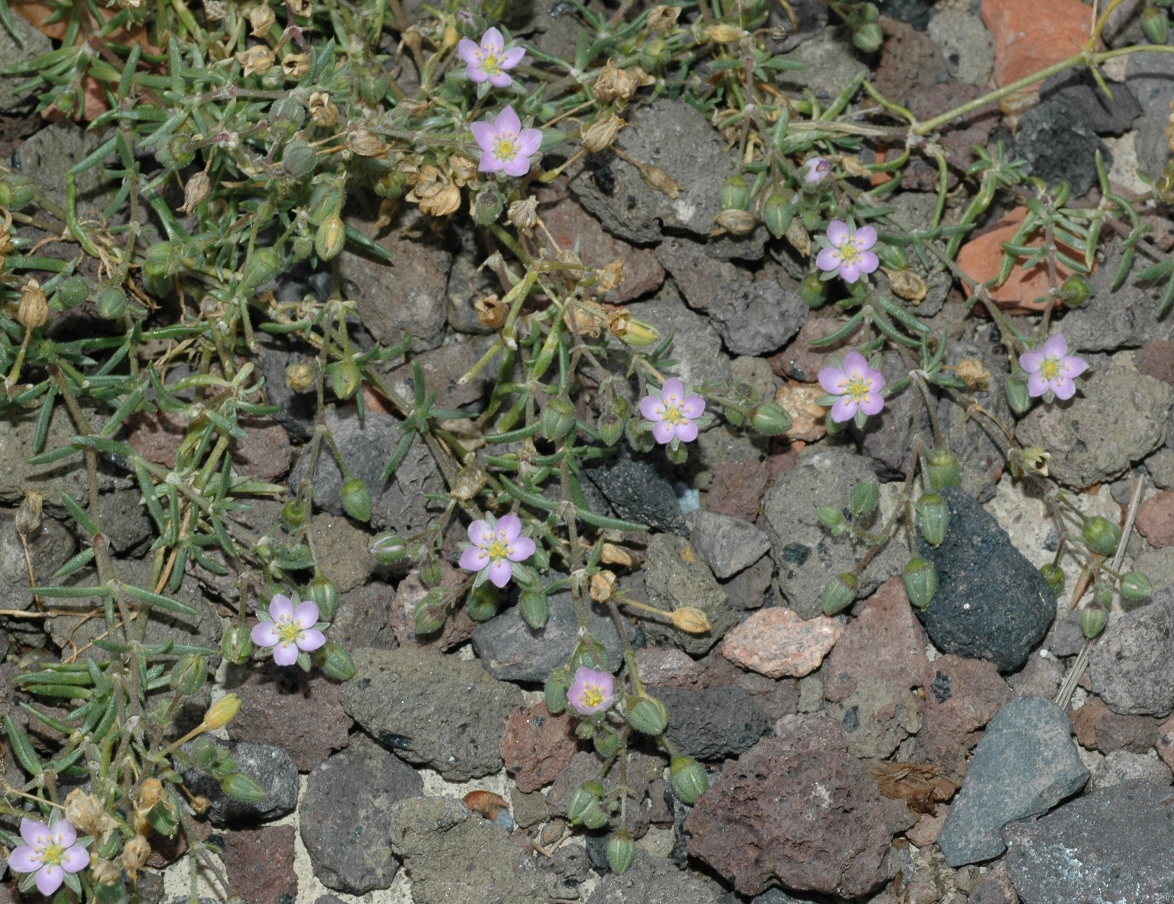 Caryophyllaceae Spergularia 