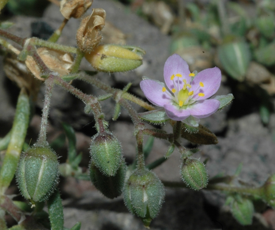 Caryophyllaceae Spergularia 