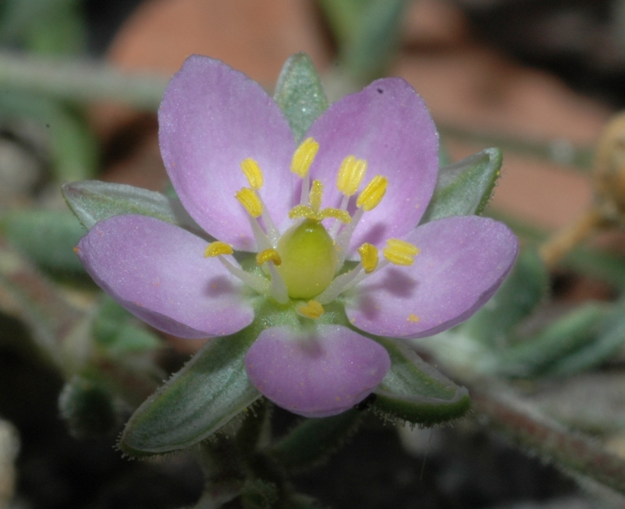 Caryophyllaceae Spergularia 